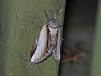 Black-Rimmed Prominent Moth